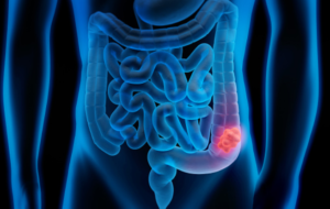 digestion system